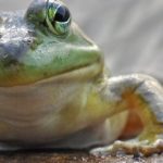 « La grenouille s'enfla si bien qu'elle creva » : le cas du monde funéraire