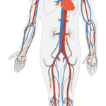 human-body-gea15162fc_1280